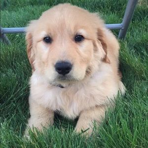 Meet your Posher, Riley